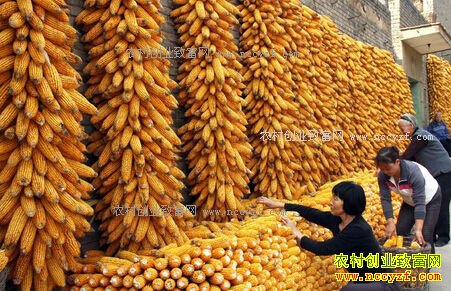 2017年最新东北玉米价格行情：东北玉米价格略升